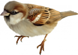 Sparrow PNG-20119